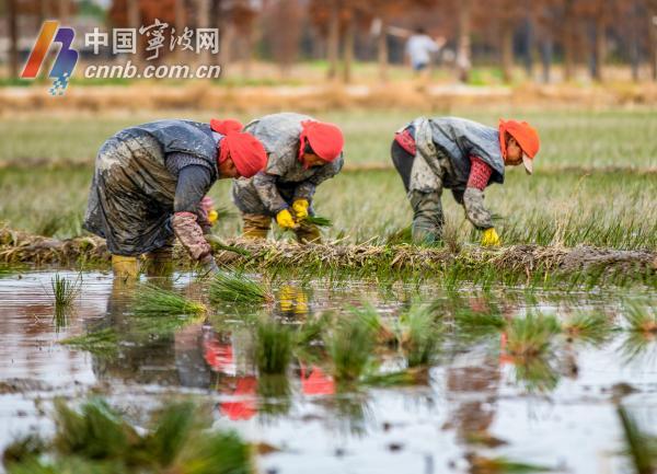 古林:又一季蔺草开始插秧