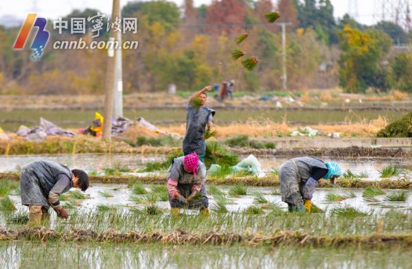 古林:又一季蔺草开始插秧