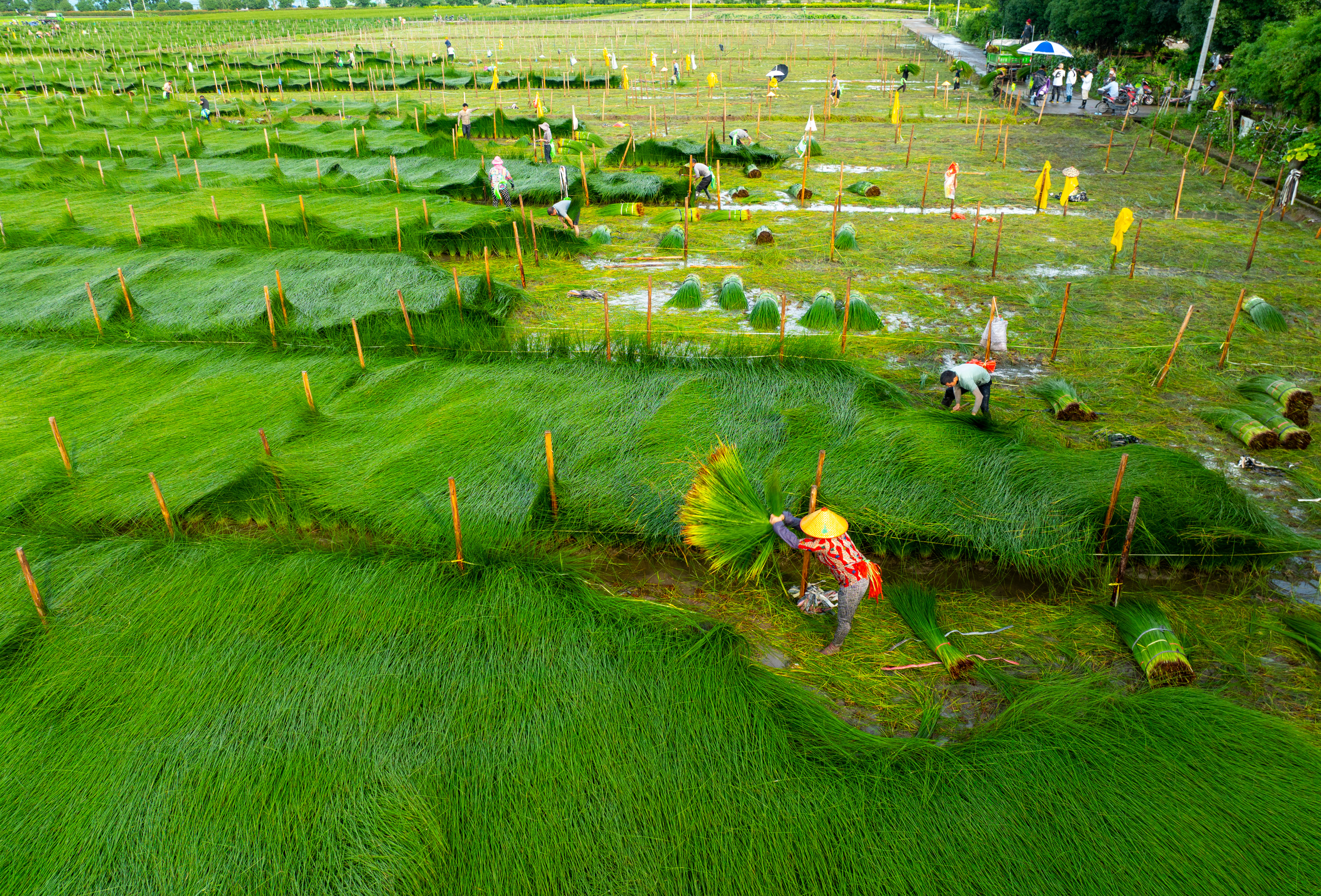 DJI_0494.jpg